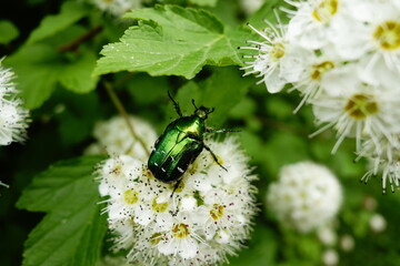 Green rose chafer beetle in June