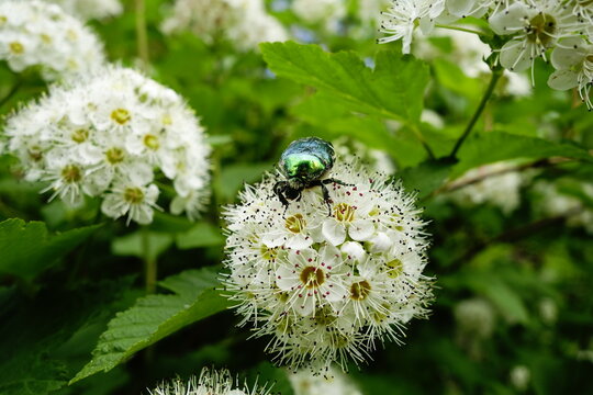 Green rose chafer beetle in June