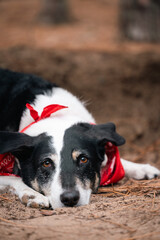 portrait of a dog with a scarf resting on the floor