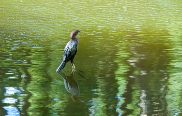 Phalacrocorax carbo - cormorant 