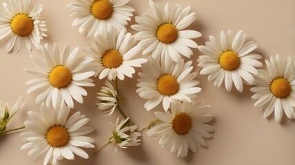 Fototapeta premium daisies on white