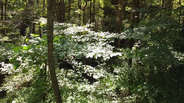 Dolly motion drone shot flying through thick deciduous forest in North Carolina on the east coast of North America.