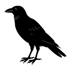 Fototapeta premium Crow Silhouette vector silhouette