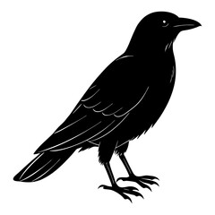 Fototapeta premium Crow Silhouette vector silhouette