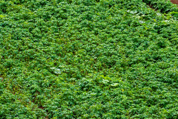 A lush green field with a few weeds