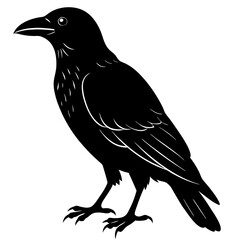 Fototapeta premium Crow Silhouette vector silhouette