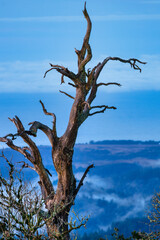 Dried tree against stunning mountain sunrise, showing natural beauty and tranquility of untouched wilderness. Beautiful landscape evokes feelings of calm and awe