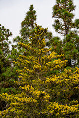 A tree with yellow leaves is in the foreground of a forest
