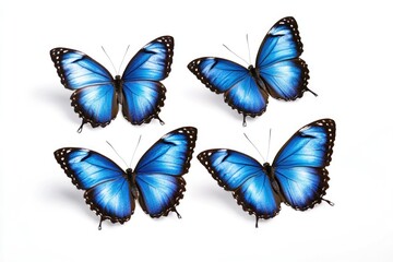 Fototapeta premium Group of blue butterflies perched on a white surface