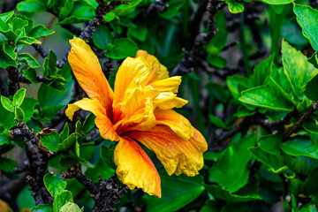 A yellow flower with a red center is blooming on a green bush