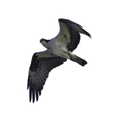 Osprey in flight with a transparent background