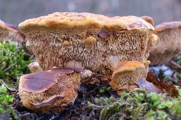 Close up of Gloeophyllum sepiarium, the rusty gilled polypore in forest, is a wood decay fungus 
