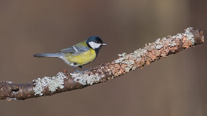 Parus major aka great tit perched on the tree branch covered by lichen in winter. Common bird in Czech republic. Isolated on clear blurred background.