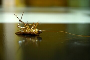Close-up of a dead cockroach on a black floor