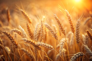 Fototapeta premium Golden wheat stalks, soft focus, warm sunlit background, golden wheat field in summer