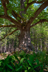 A huge oak tree in the summer in a forest near the Finnish town of Lohja: Paavola oak, Lohjansaari.