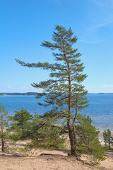 Obraz premium Lappohjanranta coast of the Hanko Peninsula in summer: sand and pine trees.