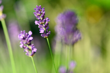 Obraz premium Lavendel