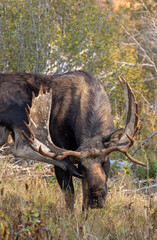 Bull Moose During the Fall Rut in Grand Teton National Park Wyoming