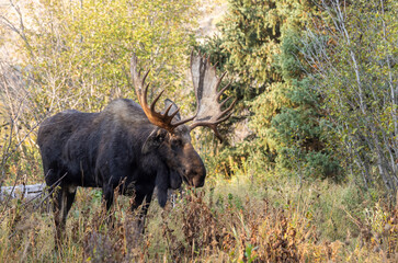 Bull Moose During the Fall Rut in Grand Teton National Park Wyoming
