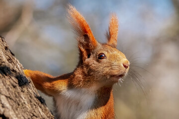 Eichhörnchen hält Ausschau vom Baum