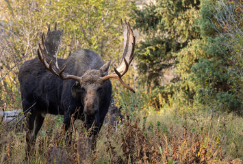 Bull Moose During the Fall Rut in Grand Teton National Park Wyoming