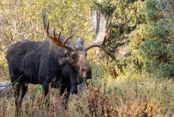 Bull Moose During the Fall Rut in Grand Teton National Park Wyoming