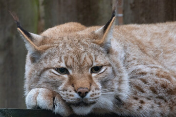 Wild cat lynx sad looking
