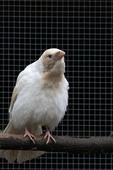 Grey crow albino sitting in cage