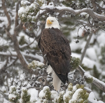 Bald Eagle in Winter