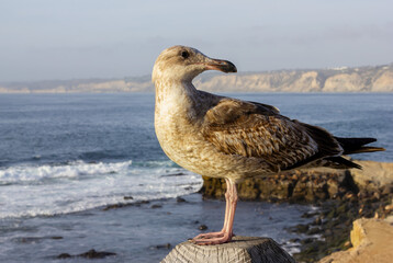 Seagull Perched by the Ocean