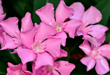 macro photos of various oleander flowers