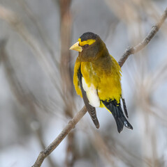 Evening Grosbeak in Winter