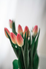Tender pink tulip flowers close up on white background