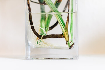 This image vividly displays a transparent square vase containing water and submerged plant cutting left to root