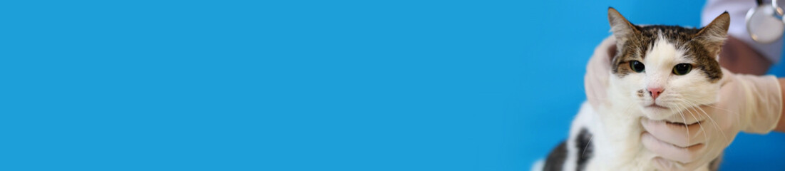 Examination of a cat's muzzle at a veterinarian. Medical examination of the quality of a pet's fur. Hands of a veterinarian in gloves and a cat on a blue background. Routine examination of a pet
