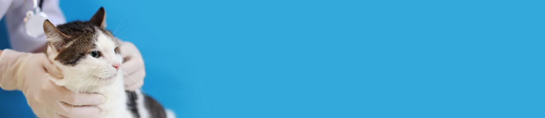 Examination of a cat's muzzle at a veterinarian. Medical examination of the quality of a pet's fur. Hands of a veterinarian in gloves and a cat on a blue background. Routine examination of a pet