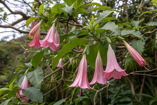 Vibrant chilean bellflower lapageria rosea in bloom amidst lush greenery.