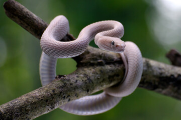 Albino mangrove pit viper on a tree branch