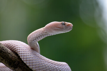 Albino mangrove pit viper on a tree branch
