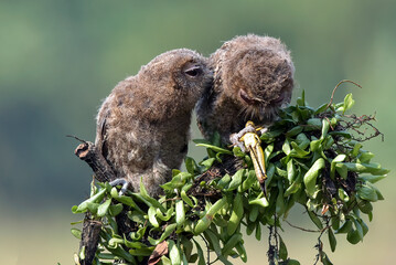 Eurasian scoop owls on a tree branch
