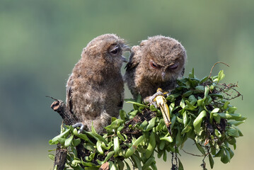 Eurasian scoop owls on a tree branch