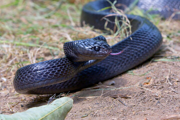Big black boiga snake attack aggressively	
