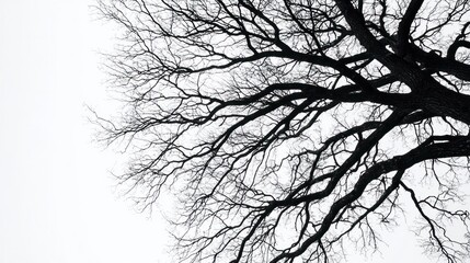 A black and white image of a leafless tree