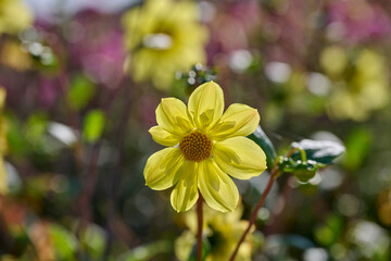 yellow dahlia with backlight and beautiful colors in the background