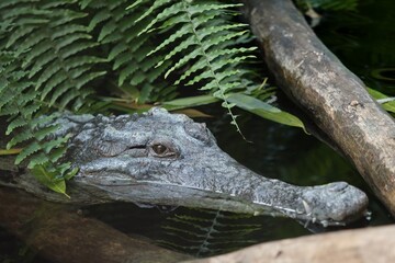 crocodile in the zoo
