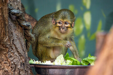 Gabonese talapoin (Miopithecus ogouensis), also known as northern talapoin, eating food from a bowl...
