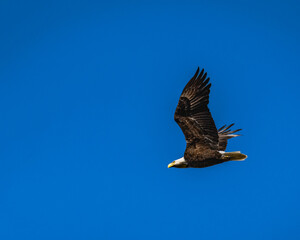 bald eagle in flight with a solid blue background