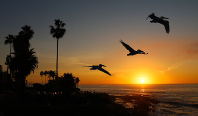 Pelicans fly along the coast at sunset in La Jolla, San Diego, California