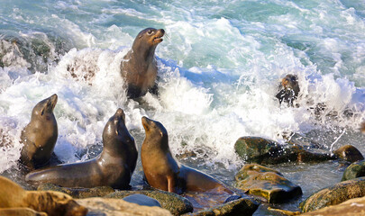 San Diego sea lions frolic in the surf at La Jolla, San Diego, California